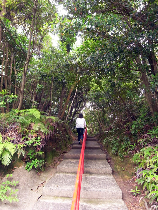 sasebo_trail_roots02
