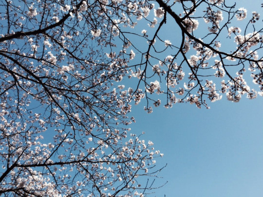祐徳稲荷神社でお花見を