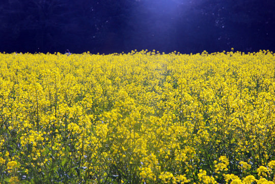 展海峰には満開の菜の花畑